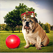 Hund / Boomer Ball