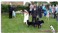 Dog Pees on Wedding Dress | Funny Animal Images- Gif-King.com