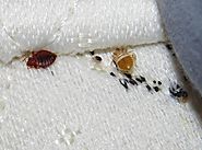 Home infested with pests? Here is the solution for Pest control Toronto and Cockroach Exterminator Toronto