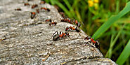 Dealing with pests the correct way | Pest Control Toronto