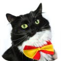 CatAcademy - Learn languages from cats