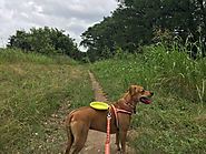 A Collapsable Water Bowl - Don't Hike Without It - PLACES FOR PUPS