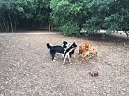 20 Things I Bet You Didn't Know About Dogs - PLACES FOR PUPS