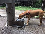 Does Phil Hardberger Park Have the Best Dog Park in San Antonio? - PLACES FOR PUPS