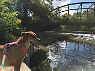 Brackenridge Park Has All The Things