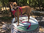 What is the Bird Dog Exercise?