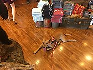 To Get a Dog, or Not to Get a Dog?