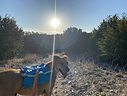 Pandemic Leads to State Park Closures in Hill Country - Places for Pups