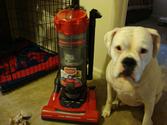 Current Top-Rated UPRIGHT Vacuums for Pet Hair