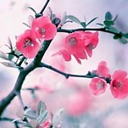 Why Join Digital Marketing training Course @NSIM, Delhi?