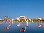 Deccan Odyssey Hidden Treasures of Gujarat Tour for 8 days