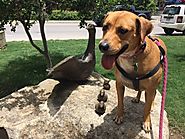 Why Visit The Dog Friendly Riverwalk In Boerne? - PLACES FOR PUPS