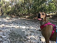 Comanche Lookout Park - Hiking with One of the Best Views in San Antonio - PLACES FOR PUPS