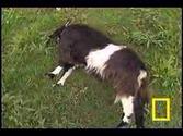 Those Fainting Goats on Youtube