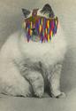 Lucy James Cat Collages