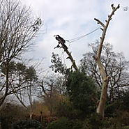 Tree Care Reading - Reading Tree Felling