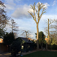 Tree Surgery Bracknell - Brackenll Tree Felling