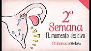 Semana 2 de embarazo | 1º Mes | Semana a semana
