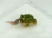 Pacman Froggy