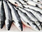 Alaska Fish Factor: Slow Start to Alaska Salmon Season