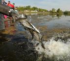 Thousands of hatchery fish hit Alaska waters to anglers' delight