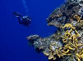 Reefs of Cozumel - Santa Rosa reef