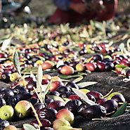 Olive Oil Acidity: Why Less Acidity Equals Better Olive Oil