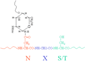 Distinguish between N-linked and O-linked glycoproteins