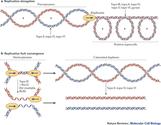 In brief, talk about the role of topoisomerase in DNA replication