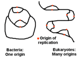 In brief, discuss how DNA replication of eukaryotes has multiple ori of replication