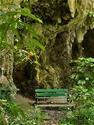 Welchman Hall Gully, Barbados | Welcome Nature Lovers and Plant Enthusiasts