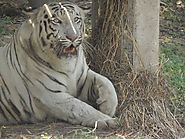 9 Lesser-Known Tiger Reserves in India - View Traveling