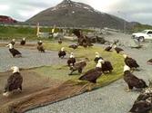 The Eagles At Work In Dutch Harbor, Alaska