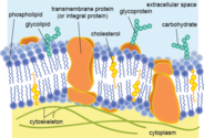 What are phospholipids and their biological functions? Tell us in brief