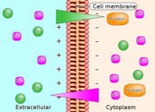 Explain in brief Donnan-membrane equilibrium and its biological significance