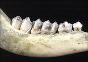 What is diphyodont dentition and where is it found? Tell us in brief