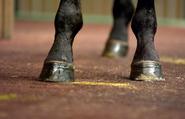What is hoof? Tell us in brief what is its function?