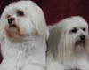 Dog Grooming by those very fussy dog people! Dog Wash Services in Adelaide and South Australia
