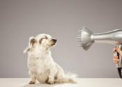 The 5 Basics of Dog Grooming