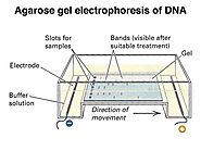Gel Electrophoresis Diagram