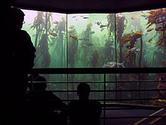 Two Oceans Aquarium - Wikipedia, the free encyclopedia