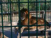 Dar es Salaam Zoo