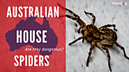 House Spiders - Are all spiders dangerous in Australia? -