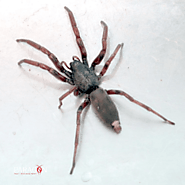 The White Tailed Spider
