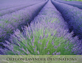 Oregon Lavender Destinations - lavender farms, nurseries and a lavender festival in Oregon