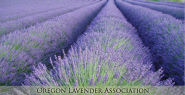 Oregon Lavender Association OLA - supporting Lavender & Lavender based businesses in the Pacific Northwest.