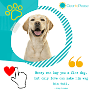 A refreshing and comfortable home will make your pet love you even more! 🏠 ✨ 🐶 ❤