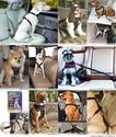 Best Dog Car Harnesses Reviews