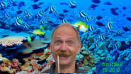 #Movember 19, Great Barrier Reef