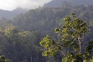 Tangkoko Batuangus Nature Reserve